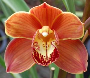 Cymbidium Hazel Fay