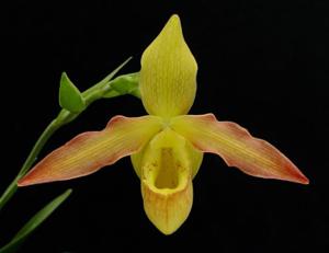 Phragmipedium Robert Palm