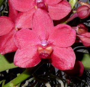 Vandachostylis Crownfox Red Gem