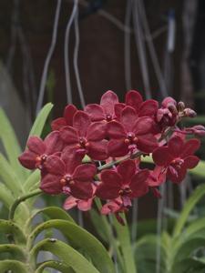 Vandachostylis Crownfox Red Gem