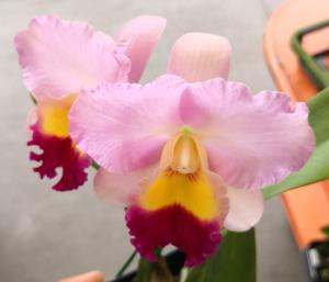 Cattleya World Vacation