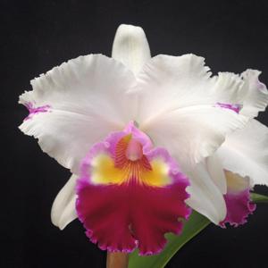 Rhyncholaeliocattleya First Class