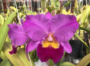 Rhyncholaeliocattleya Twenty First Century