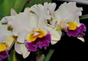 Rhyncholaeliocattleya Glenn Maidment