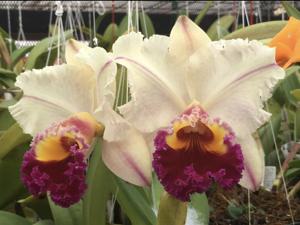 Rhyncholaeliocattleya Glenn Maidment