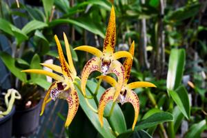 Dendrobium Avril's Gold