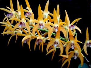 Dendrobium Avril's Gold