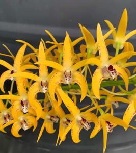 Dendrobium Avril's Gold