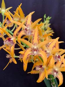 Dendrobium Avril's Gold