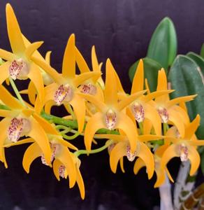 Dendrobium Avril's Gold