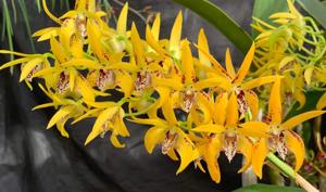 Dendrobium Avril's Gold