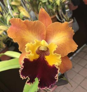 Rhyncholaeliocattleya Dickie Brooks