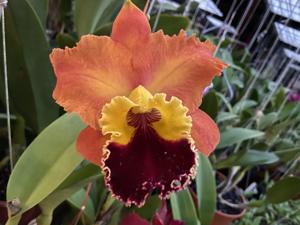 Rhyncholaeliocattleya Dickie Brooks