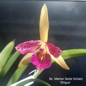 Brassocattleya Meiner Seele Schatz