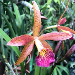 Brassocattleya Meiner Seele Schatz