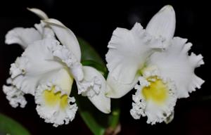 Rhyncholaeliocattleya Burdekin Heights