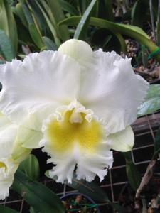 Rhyncholaeliocattleya Burdekin Heights