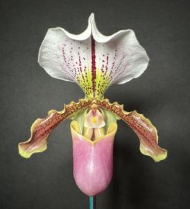 Paphiopedilum Spicy Henry