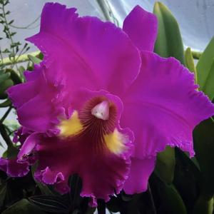 Rhyncholaeliocattleya Always Dream