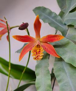 Myrmecatavola Tiger Lily