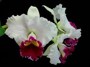 Cattleya Mishima Flash
