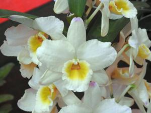 Dendrobium Arco Pearl Queen