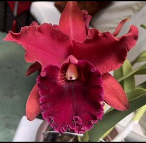 Rhyncholaeliocattleya Sharon King