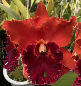 Rhyncholaeliocattleya Sharon King