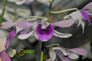 Dendrobium Kamiya's Secret