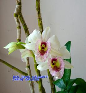 Dendrobium Nong Alsagoff
