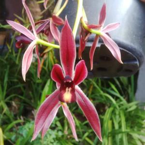 Cymbidium Lady in Red