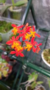 Epidendrum Rose Valley