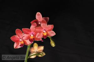 Phalaenopsis I-Hsin Salmon