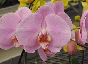 Phalaenopsis Ming-Hsing Eagle