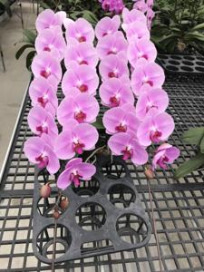 Phalaenopsis Ming-Hsing Eagle