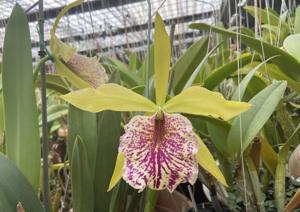 Rhynchobrassoleya Apache Sunrise