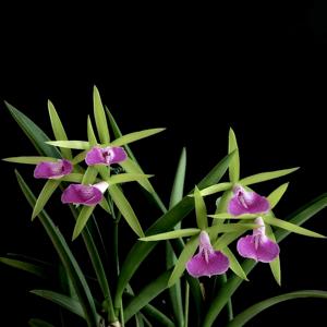 Brassocattleya Gulfshore's Beauty