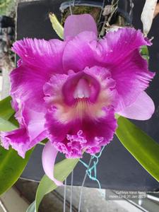 Cattleya Varut Song