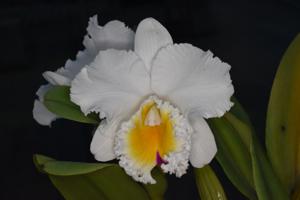 Rhyncholaeliocattleya Dal's Passion