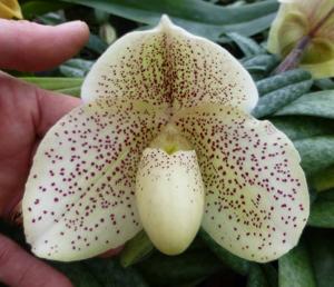 Paphiopedilum Mystic Knight