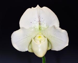 Paphiopedilum Mystic Knight