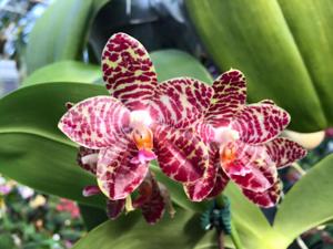 Phalaenopsis Giant Passion