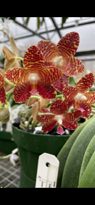 Phalaenopsis Giant Passion