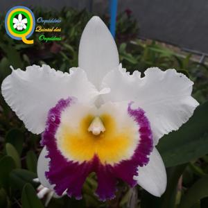 Rhyncholaeliocattleya Shining Harmony