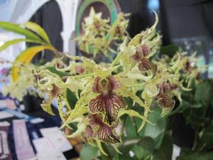 Dendrobium Wonder Nishii