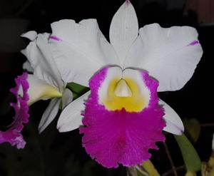 Rhyncholaeliocattleya Memoria Anna Balmores