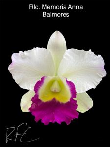 Rhyncholaeliocattleya Memoria Anna Balmores