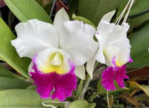 Rhyncholaeliocattleya Memoria Anna Balmores