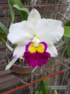 Rhyncholaeliocattleya Memoria Anna Balmores