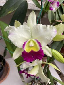 Rhyncholaeliocattleya Memoria Anna Balmores